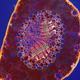 Illustration for article titled GE's "Point and Shoot" Microscope Snaps Spectacular Cellular Shots